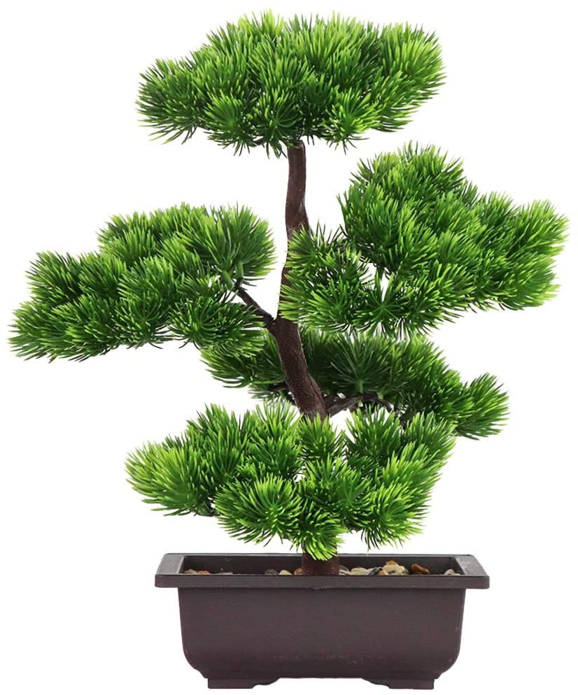 Bonsai Garden Zen - Japanese Pine Bonsai Plant for Home
