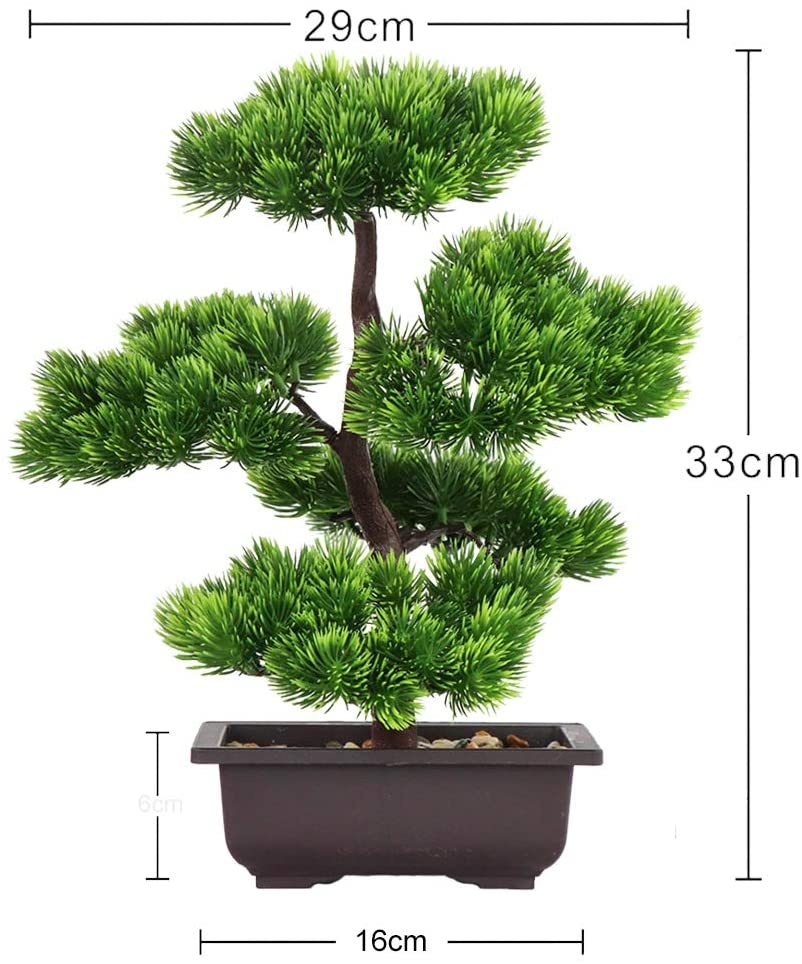 Japanese Pine Bonsai Plant for - đánh giá và giá Bonsai Garden Zen