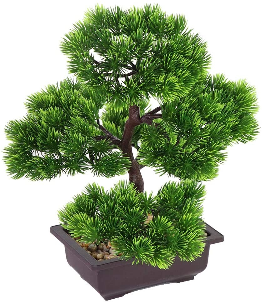 Japanese Pine Bonsai Plant for - đánh giá và giá Bonsai Garden Zen