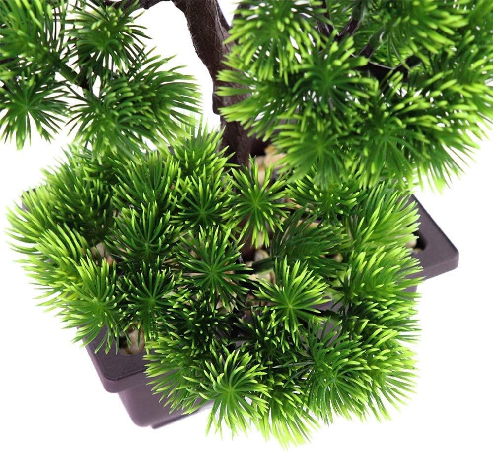 Japanese Pine Bonsai Plant for - đánh giá và giá Bonsai Garden Zen