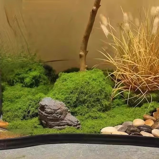 200g Eternal Life Moss DIY Cra - đánh giá và giá Bonsai Garden Ideas