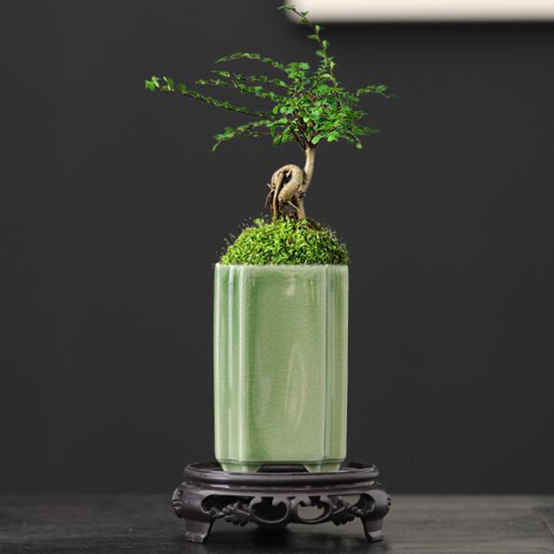 Porcelain Square Celadon Glaze - đánh giá và giá Bonsai Garden Art