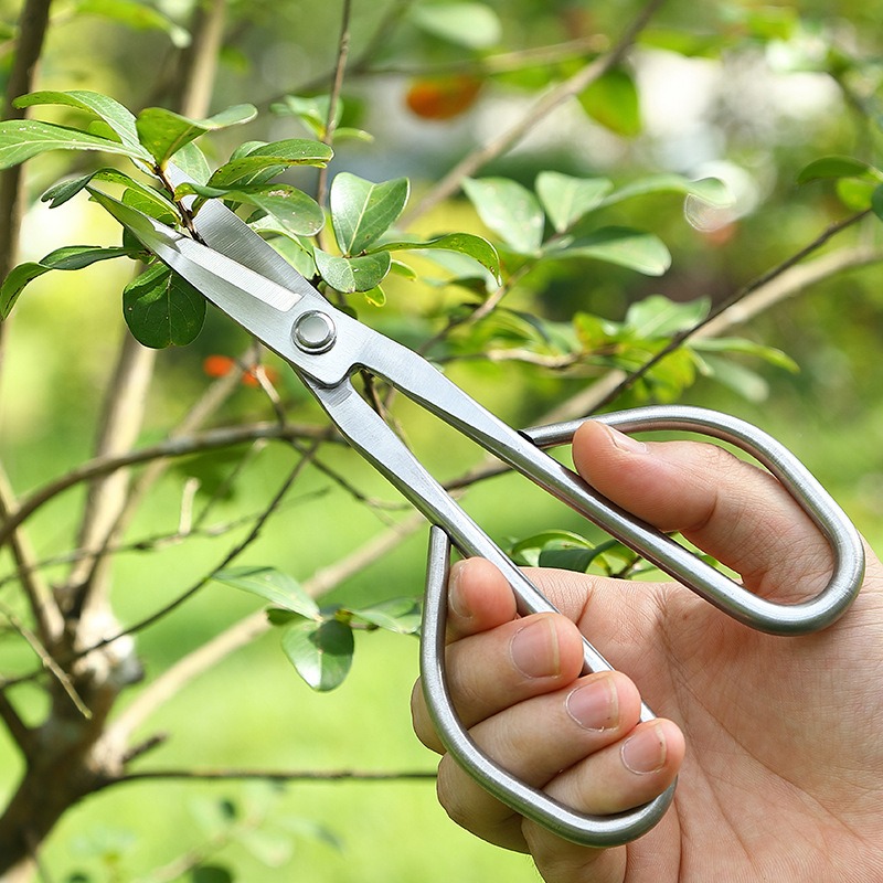 Tender Leaf Scissors Bonsai To - đánh giá và giá Bonsai Tool Set