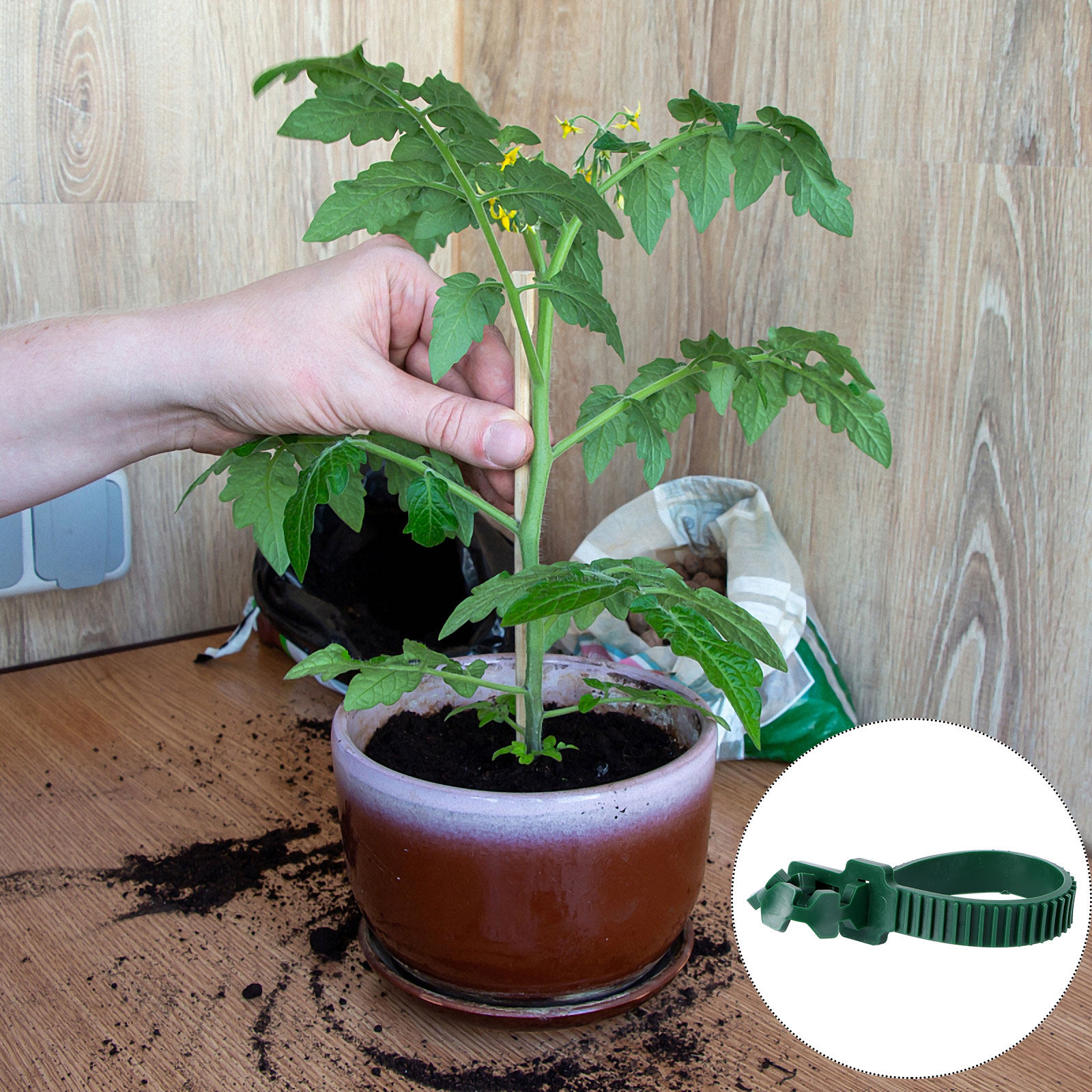 20Pcs Vine Fixing Buckle Garde - đánh giá và giá Bonsai Garden Tree