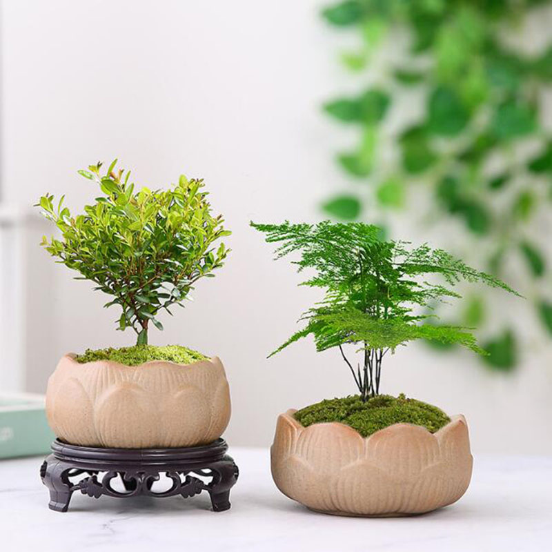 Coarse Pottery Lotus Green Pla - đánh giá và giá Bonsai Garden Art